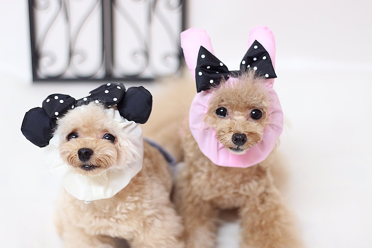 GODPIVA（ゴッドピバ） – Dog Fashion  Beauty Week